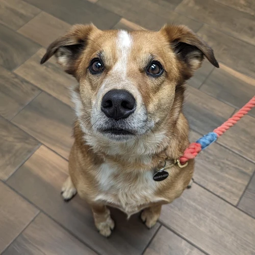 Happy dog protected by pet insurance in Washington